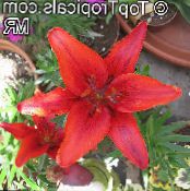 Pot Flowers Lilium herbaceous plant photo, characteristics red