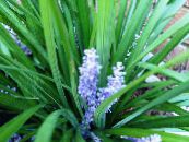 Pot Flowers Variegated Lily Turf herbaceous plant, Liriope photo, characteristics light blue