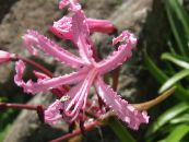 Pot Flowers Guernsey Lily herbaceous plant, Nerine photo, characteristics pink