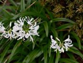 Pot Flowers Guernsey Lily herbaceous plant, Nerine photo, characteristics white