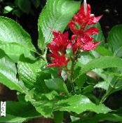 des fleurs en pot Sanchezia, Doigts D'incendie herbeux photo, les caractéristiques rouge