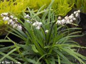 Pot Flowers Ophiopogon herbaceous plant photo, characteristics white