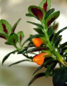 I fiori domestici Hypocyrta, Pianta Pesci Rossi foto, caratteristiche arancione