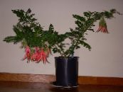 Pot Flowers Lobster Claw, Parrot Beak herbaceous plant, Clianthus photo, characteristics red