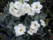 Topfblumen Texas Bluebell, Lisianthus, Tulpe Enzian grasig, Lisianthus (Eustoma) foto, Merkmale weiß