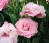 Topfblumen Texas Bluebell, Lisianthus, Tulpe Enzian grasig, Lisianthus (Eustoma) foto, Merkmale rosa
