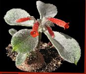 des fleurs en pot Rechsteineria herbeux photo, les caractéristiques rouge