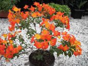 des fleurs en pot Marmelade Brousse, Browallia Orange, Firebush des arbres, Streptosolen photo, les caractéristiques orange