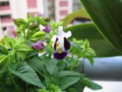 Topfblumen Querlenker Blume, Ladys Slipper, Blauen Flügel ampelen, Torenia foto, Merkmale lila