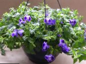 Topfblumen Querlenker Blume, Ladys Slipper, Blauen Flügel ampelen, Torenia foto, Merkmale blau