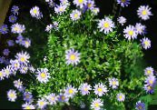 des fleurs en pot Marguerite Bleue herbeux, Felicia amelloides photo, les caractéristiques bleu ciel