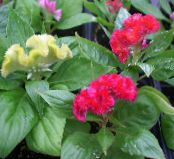 des fleurs en pot Crête De Coq herbeux, Celosia photo, les caractéristiques rouge