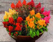 des fleurs en pot Crête De Coq herbeux, Celosia photo, les caractéristiques orange