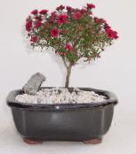 des fleurs en pot Nouvelle-Zélande Arbre À Thé des arbustes, Leptospermum photo, les caractéristiques rouge