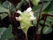 des fleurs en pot Calathea, Usine De Zèbre, Usine De Paon herbeux photo, les caractéristiques blanc