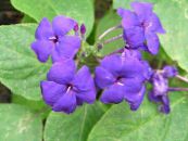 des fleurs en pot Sauge Bleue, Bleu Eranthemum des arbustes photo, les caractéristiques lilas