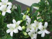 des fleurs en pot Arbre D'écorce, De Jasmin D'orange des arbustes, Murraya photo, les caractéristiques blanc