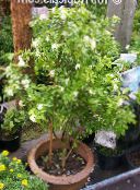 Pot Flowers Bark Tree, Orange Jessamine shrub, Murraya photo, characteristics white
