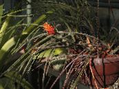 Topfblumen Pinecone Bromelie grasig, Acanthostachys foto, Merkmale orange