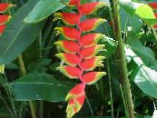 Pot Flowers Lobster Claw,  herbaceous plant, Heliconia photo, characteristics red