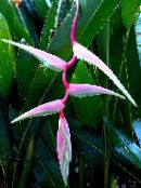 Pot Flowers Lobster Claw,  herbaceous plant, Heliconia photo, characteristics pink