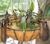 des fleurs en pot Singe Bambou Cruche une liane, Nepenthes photo, les caractéristiques brun