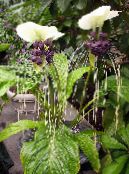  Bat Head Lily, Bat Flower, Devil Flower herbaceous plant, Tacca photo, characteristics white