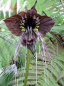 Topfblumen Fledermauskopf Lilie, Bat Blume, Teufel Blume grasig, Tacca foto, Merkmale braun