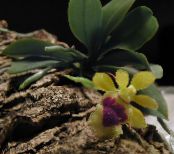 des fleurs en pot Haraella herbeux photo, les caractéristiques jaune