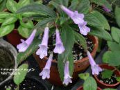Pot Flowers Chirita herbaceous plant photo, characteristics lilac