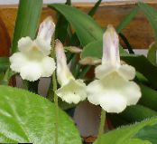 des fleurs en pot Chirita herbeux photo, les caractéristiques blanc