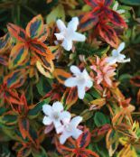 des fleurs en pot Abelia des arbustes photo, les caractéristiques blanc