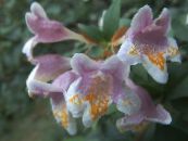 des fleurs en pot Abelia des arbustes photo, les caractéristiques rose