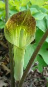 Dragon Arum, Cobra Plant, American Wake Robin, Jack in the Pulpit (Arisaema)  green, characteristics, photo