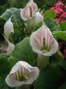 Topfblumen Dragon Arum, Kobra-Pflanze, Amerikanische Wake Robin, Jack In Der Kanzel grasig, Arisaema foto, Merkmale rosa