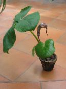 Topfblumen Dragon Arum, Kobra-Pflanze, Amerikanische Wake Robin, Jack In Der Kanzel grasig, Arisaema foto, Merkmale braun