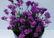 des fleurs en pot Babouin Fleur, Babouin Racine herbeux, Babiana photo, les caractéristiques lilas