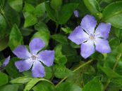 des fleurs en pot Pervenche De Madagascar, Vinca les plantes ampels photo, les caractéristiques bleu ciel