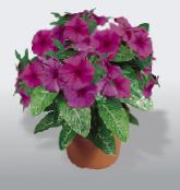 des fleurs en pot Pervenche De Madagascar, Vinca les plantes ampels photo, les caractéristiques rose