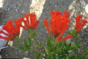 Topfblumen Jasmin Pflanze, Scharlachrot Trumpetilla sträucher, Bouvardia foto, Merkmale rot