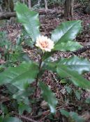 Topfblumen Eupomatia sträucher foto, Merkmale weiß