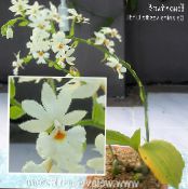 des fleurs en pot Calanthe herbeux photo, les caractéristiques blanc