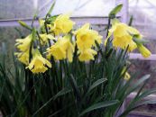 Daffodils, Daffy Down Dilly