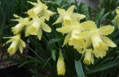 Pot Flowers Daffodils, Daffy Down Dilly herbaceous plant, Narcissus photo, characteristics yellow