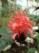 Pennacchio Brasiliano, Fiore Fenicottero (Jacobinia) Gli Arbusti rosso, caratteristiche, foto