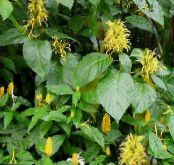 Pennacchio Brasiliano, Fiore Fenicottero (Jacobinia) Gli Arbusti giallo, caratteristiche, foto