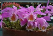 Pot Flowers Indian Crocus herbaceous plant, Pleione photo, characteristics pink