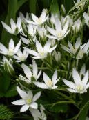 Pot Flowers Drooping Star of Bethlehem herbaceous plant, Ornithogalum photo, characteristics white