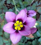 des fleurs en pot Sparaxis herbeux photo, les caractéristiques lilas