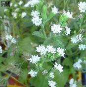 Pot Flowers Stevia, Sweet leaf of Paraguay, Sweet-herb, Honey yerba, Honeyleaf, Candy leaf herbaceous plant photo, characteristics white